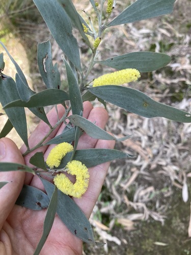 Acacia binervia (Acacia binervia)