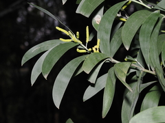 Acacia binervia (Acacia binervia)