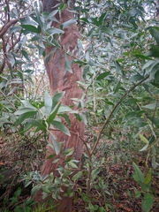 Acacia binervia (Acacia binervia)