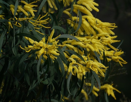 Acacia binervia (Acacia binervia)