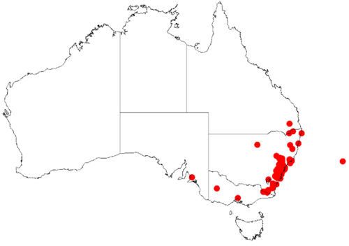 Acacia binervia: Acacia binervia Occurrence data from Australasian Virtual Herbarium downloaded from https://doi.org/10.26197/5c0b1388984eb on 8 December 2018