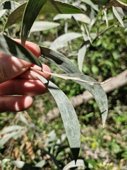 Acacia binervia (Acacia binervia)