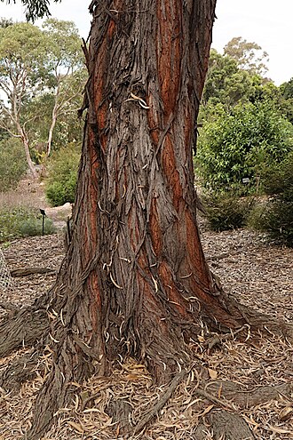 Acacia binervia: Trunk of Acacia binervia in the Mount Annan Botanic Gardens