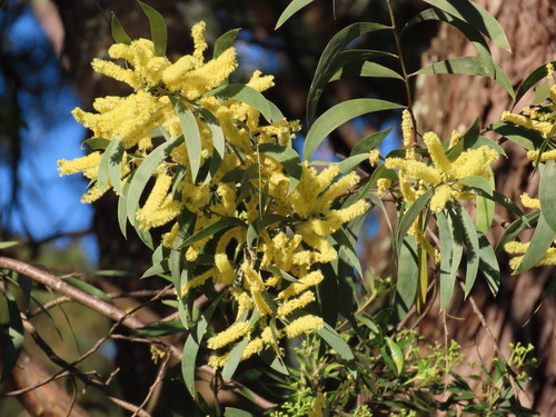 Acacia binervia (Acacia binervia)