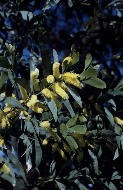 Acacia binervia: Acacia binervia in the Royal Botanic Garden Mt Annan, New South Wales