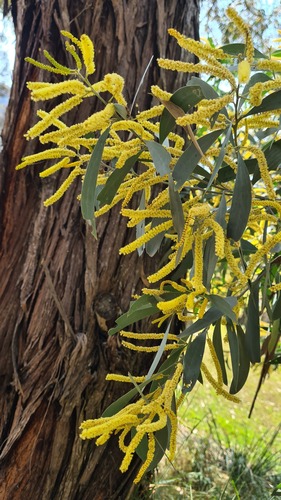 Acacia binervia (Acacia binervia)
