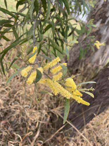 Acacia binervia (Acacia binervia)