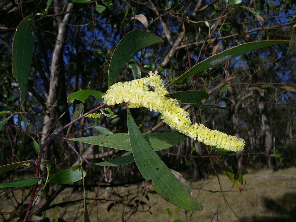 Acacia blakei (Acacia blakei)