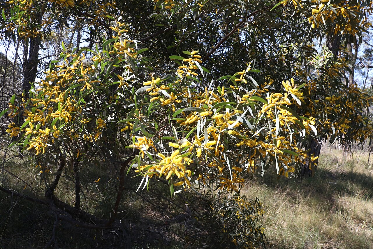Acacia blakei: Acacia blakei ssp. diphylla seen in Fordsdale, QLD