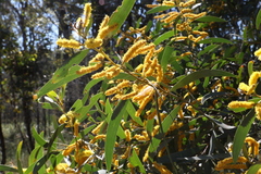 Acacia blakei (Acacia blakei)