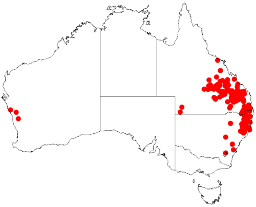 Acacia blakei: Acacia blakei Occurrence data from Australasian Virtual Herbarium downloaded from https://doi.org/10.26197/5c0b1388984eb on 8 December 2018