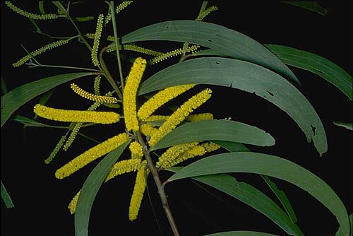 Acacia blakei: Acacia blakei in the Royal Botanic Garden, Mount Annan
