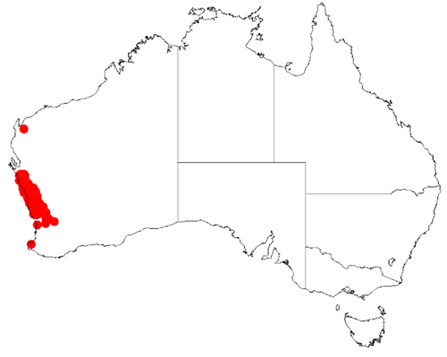 Acacia blakelyi: Acacia blakelyi Occurrence data from Australasian Virtual Herbarium downloaded from https://doi.org/10.26197/5c0b1388984eb on 8 December 2018