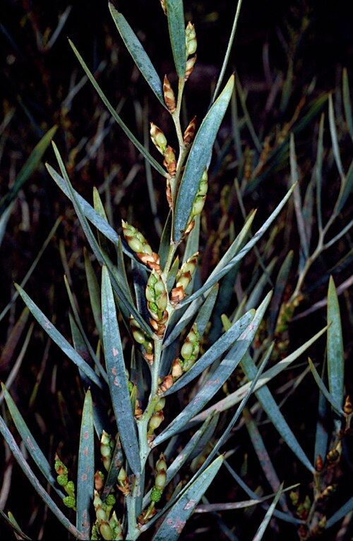 Acacia blakelyi: Fruiting pods of Acacia blakelyi in the Mount Annan Botanic Garden
