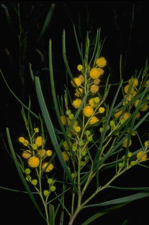 Acacia blakelyi: Acacia blakelyi in the Royal Botanic Garden, Mount Annan
