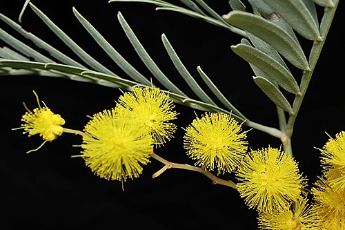 Acacia blayana: Acacia blayana in the Australian National Botanic Gardens