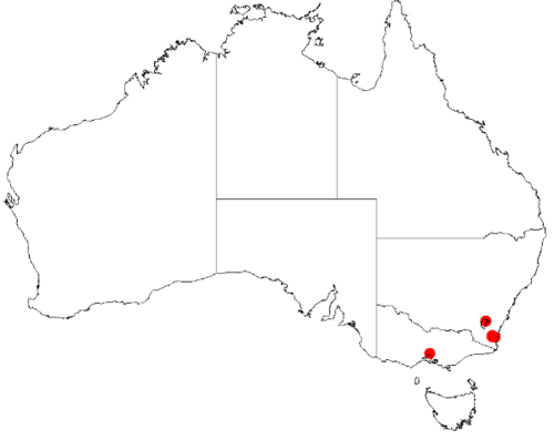 Acacia blayana: Acacia blayana Occurrence data from Australasian Virtual Herbarium downloaded from https://doi.org/10.26197/5c0b1388984eb on 8 December 2018