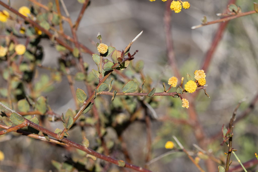 Acacia botrydion (Acacia botrydion)