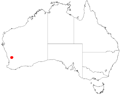 Acacia botrydion: Acacia botrydion Occurrence data from Australasian Virtual Herbarium downloaded from https://doi.org/10.26197/5c0b1388984eb on 8 December 2018