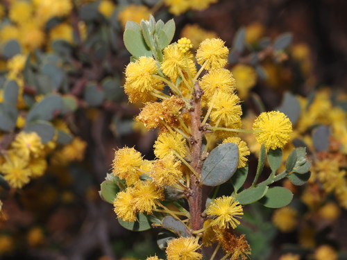 Gray mulga (Acacia brachybotrya)