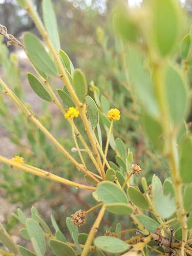 Gray mulga (Acacia brachybotrya)