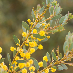 Gray mulga (Acacia brachybotrya)