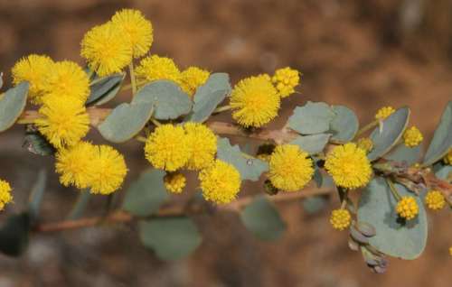 Gray mulga (Acacia brachybotrya)