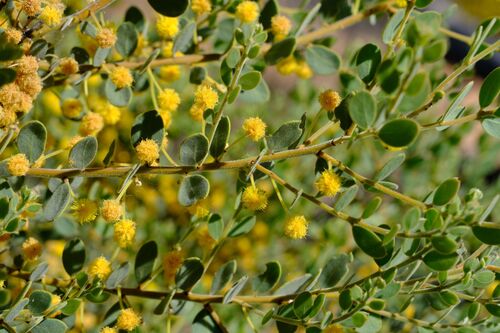 Gray mulga (Acacia brachybotrya)