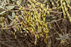 Gray mulga (Acacia brachybotrya)