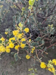 Gray mulga (Acacia brachybotrya)