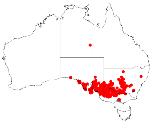 Gray mulga: Acacia brachybotrya Occurrence data from Australasia Virtual Herbarium downloaded from https://doi.org/10.26197/5c0b1388984eb on 8 December 2018