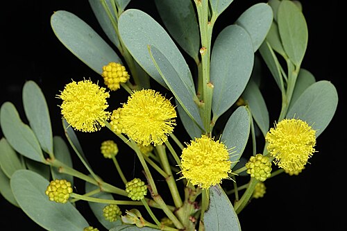 Gray mulga: Acacia brachybotrya in the Australian National Botanic Gardens