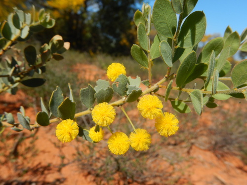 Gray mulga (Acacia brachybotrya)