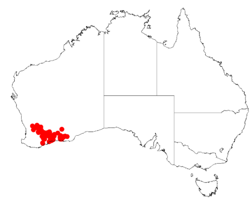 Acacia brachyclada: Acacia brachyclada Occurrence data from Australasia Virtual Herbarium downloaded from https://doi.org/10.26197/5c0b1388984eb on 8 December 2018