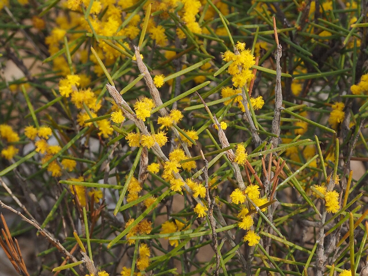 Acacia brachyphylla: Acacia brachyphylla near the caravan park in Johnstone Street, Kulin, Western Australia