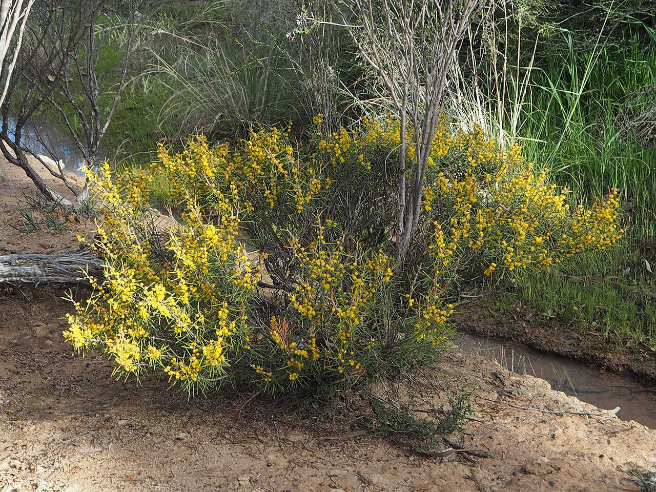 Acacia brachyphylla: Acacia brachyphylla habit, near the caravan park in Johnston Street in Kulin