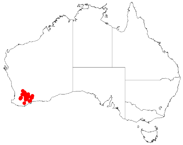 Acacia brachyphylla: Acacia brachyphylla Occurrence data from Australasia Virtual Herbarium downloaded from https://doi.org/10.26197/5c0b1388984eb on 8 December 2018