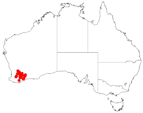 Acacia brachyphylla: Acacia brachyphylla Occurrence data from Australasia Virtual Herbarium downloaded from https://doi.org/10.26197/5c0b1388984eb on 8 December 2018