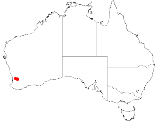 Western wheatbelt wattle: Acacia brachypoda occurrence data map from AVH downloaded from https://doi.org/10.26197/5c0b1388984eb on 8 December 2018