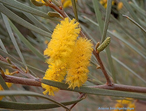 Turpentine mulga: Acacia brachystachya al Jardí Botànic de Barcelona .