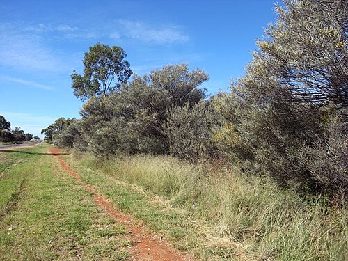 Turpentine mulga: Acacia brachystachya habit near the outskirts of Parkes, New South Wales
