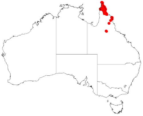 Acacia brassii: Acacia brassii occurrence data map from AVH downloaded from https://doi.org/10.26197/5c0b1388984eb on 8 December 2018