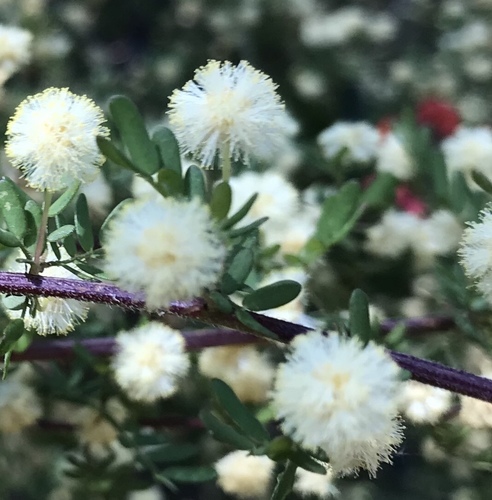 Acacia browniana (Acacia browniana)