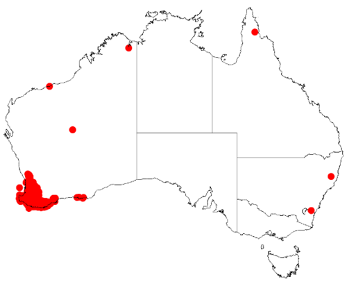 Acacia browniana: Acacia browniana occurrence data map from AVH downloaded from https://doi.org/10.26197/5c0b1388984eb on 8 December 2018