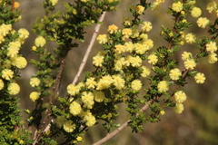 Acacia browniana (Acacia browniana)