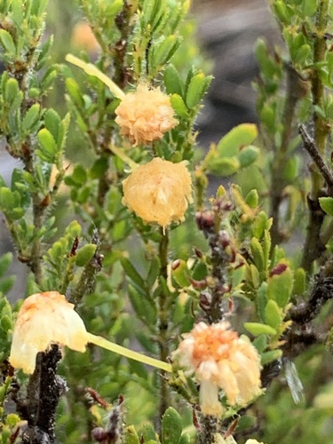 Acacia browniana (Acacia browniana)