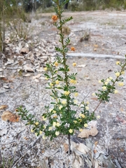 Acacia browniana (Acacia browniana)