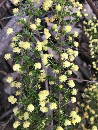 Acacia browniana (Acacia browniana)