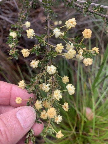 Acacia browniana (Acacia browniana)