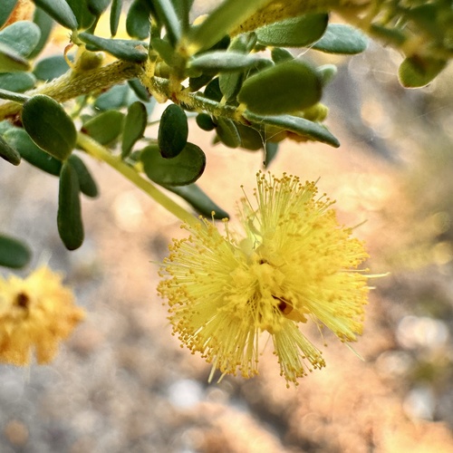 Acacia browniana (Acacia browniana)